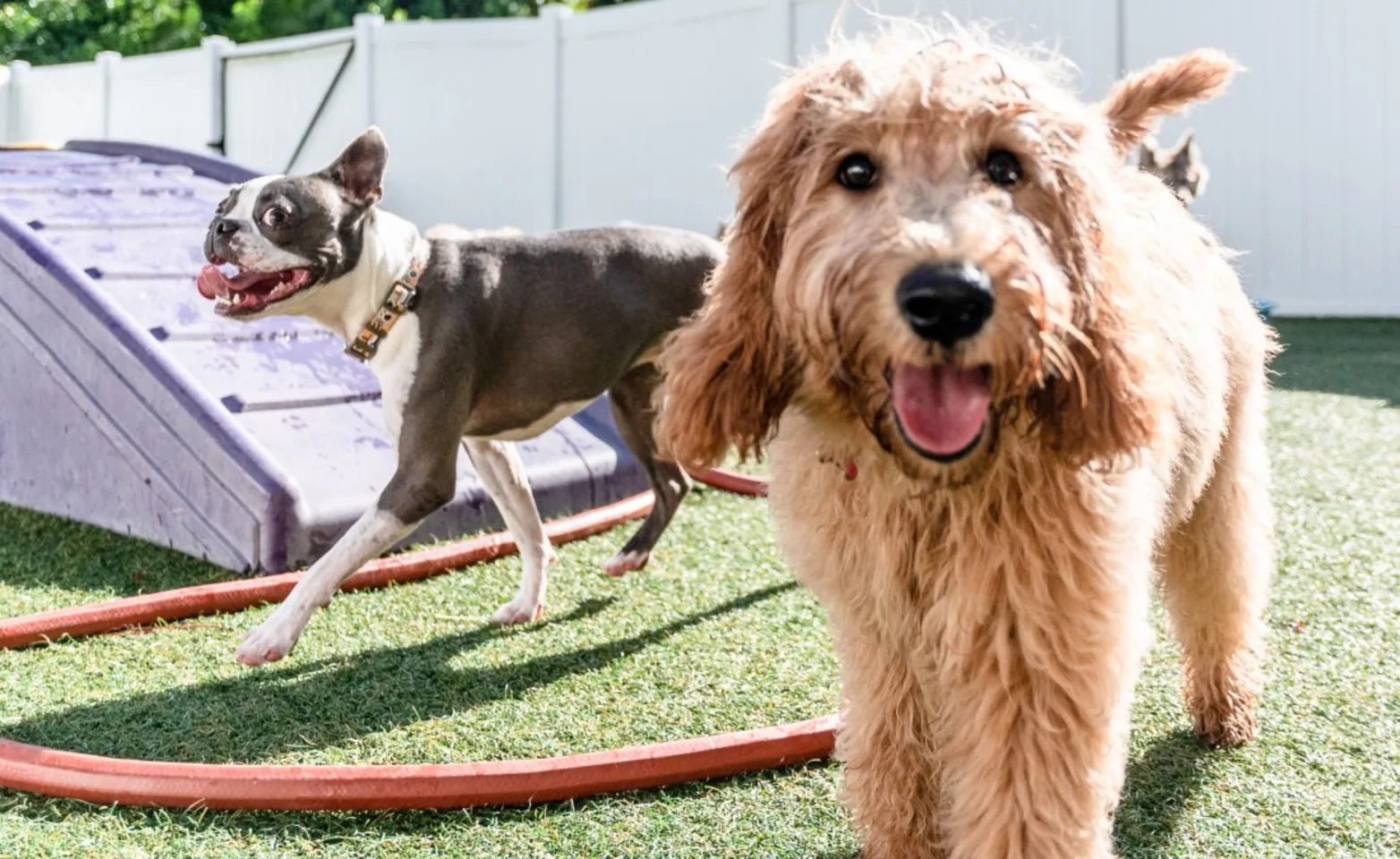 Two dogs on the playground with tongues out looking happy. 